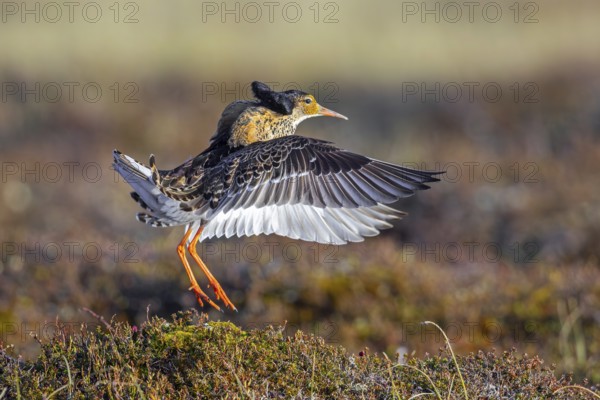 Ruff (Calidris pugnax) territorial male in breeding plumage displaying by flapping wings during