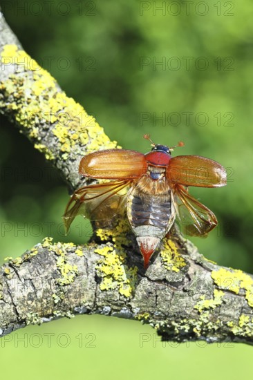 May beetle, wood cockchafer (Melolontha hippocastani), female with spread wings, on a branch