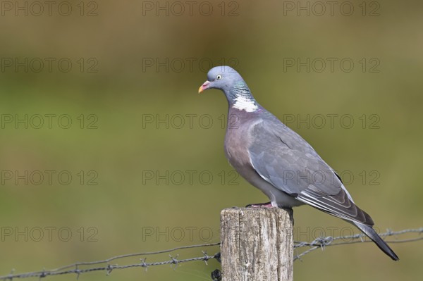 Woodpigeon (Columba palumbus), sitting on a post of a pasture fence, Wilnsdorf, North