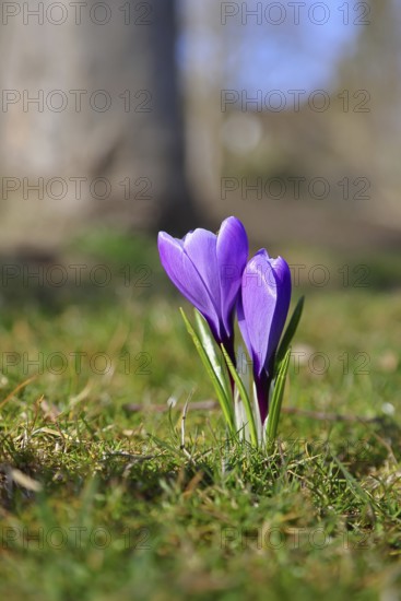 Violet crocus (Crocus neapolitanus), two flowers next to each other, spring, Siegen, North