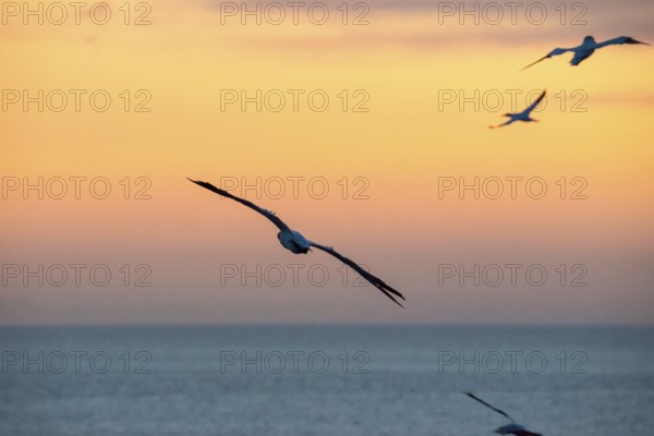 Several gannets (Morus bassanus) (synonym: Sula bassana) flying, soaring elegantly with