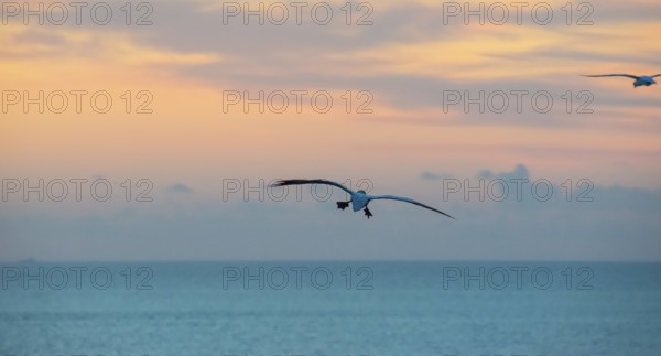 A gannet (Morus bassanus) (synonym: Sula bassana) flies, sails with outstretched wings towards the