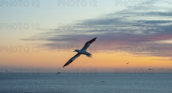 A gannet (Morus bassanus) (synonym: Sula bassana) flies, sails elegantly with outstretched wings,