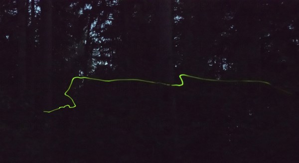 Glow in the dark forest at night, false firefly, firefly or St John's worm (Lamprohiza