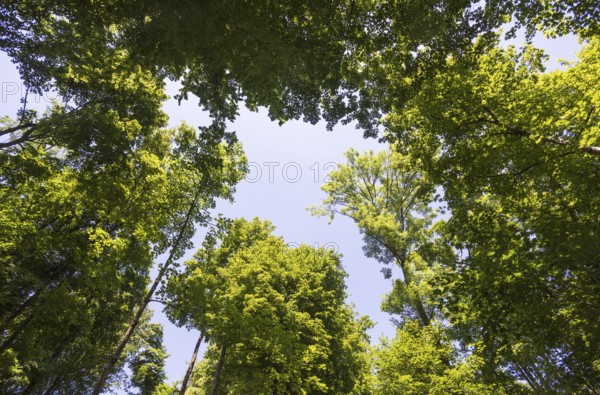 Deciduous forest, deciduous trees, frog perspective, summer, place of pilgrimage, Altötting, Upper