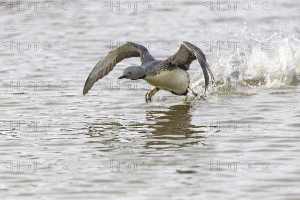 Red-throated diver (Gavia stellata) taking off on the water, Aventdalen, Longyearbyen, Spitsbergen,