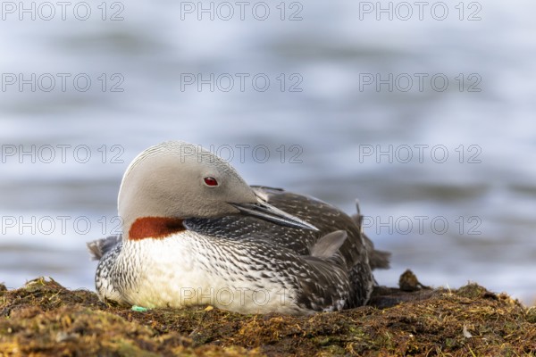 Red-throated diver (Gavia stellata) breeding on the nest, Aventdalen, Longyearbyen, Spitsbergen,