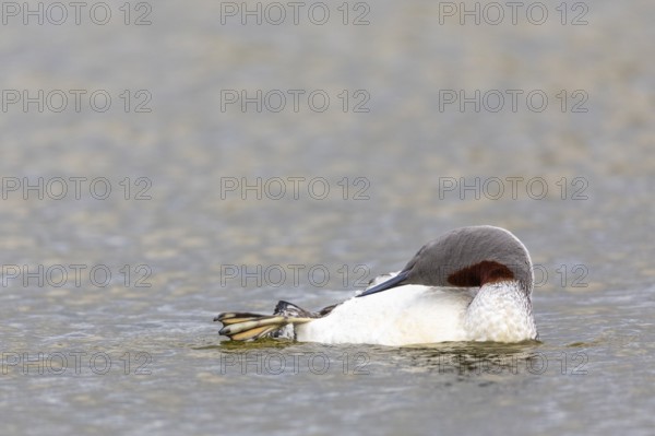 Red-throated diver (Gavia stellata) Feather care on the water, Aventdalen, Longyearbyen,