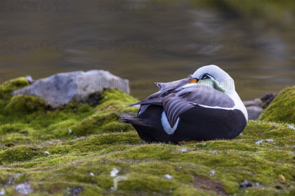 Common Eider (Somateria mollissima), drake sitting on land, duck birds (Anatidae), Aventdalen,