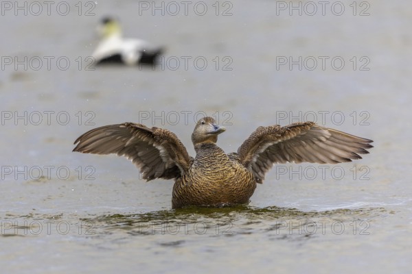 Eider duck (Somateria mollissima), hen grooming her feathers, duck birds (Anatidae), Aventdalen,