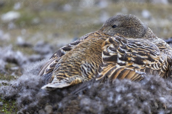 Eider duck (Somateria mollissima), hen brooding on the nest, duck birds (Anatidae), Aventdalen,