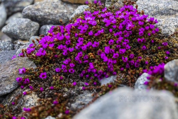 Red saxifrage (Saxifraga oppositifolia), saxifrage family (Saxifragaceae), Jotunkjeldene,