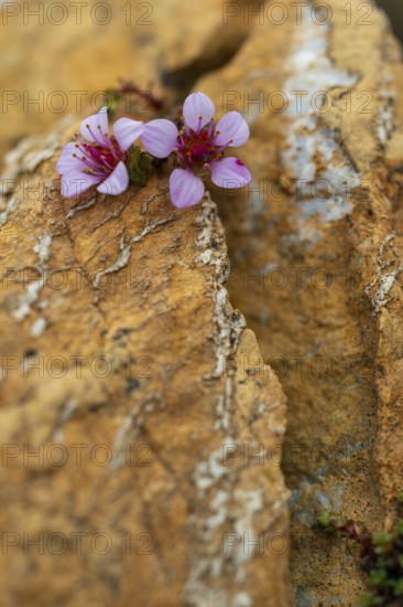 Red saxifrage (Saxifraga oppositifolia), saxifrage family (Saxifragaceae), Jotunkjeldene,