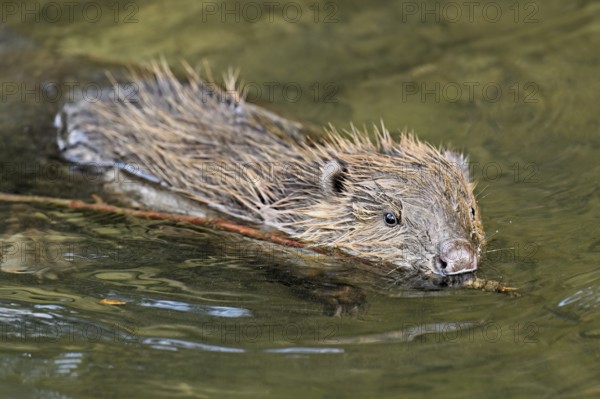 Eurasian beaver, European beaver (Castor fibre), swimming in a stream with a branch in its mouth,