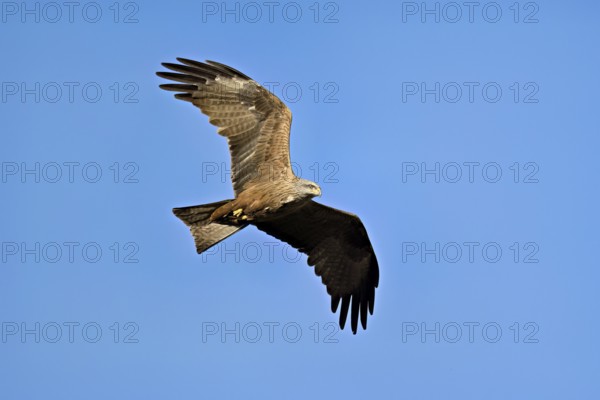 Black Kite (Milvus migrans), in flight, lower view, Flachsee nature reserve, Freiamt, Canton
