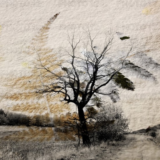 A lone tree rises amid a barren winter landscape in Auvergne, France. The stark branches create a