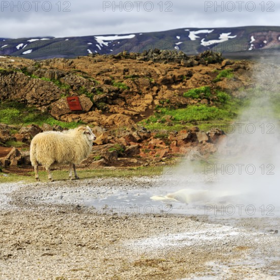 Free-range sheep, sulphur vapour, Hveravellir geothermal area, Icelandic highlands, Suðurland,