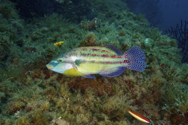 Colourful peacock wrasse (Symphodus tinca) with patterned scales swimming over a densely overgrown