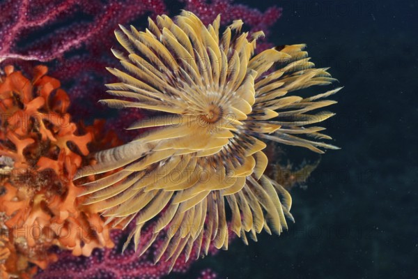 A blaze of colour in the Mediterranean: Screwfish (Sabella spallanzanii), Violescent sea-whip
