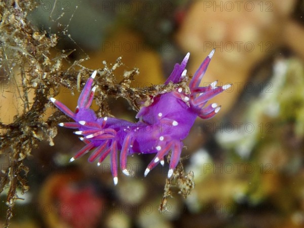 Small bright reddish-purple Edmundsella pedata in front of a coral-like substrate in the