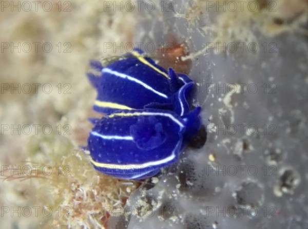 Small bright blue nudibranch, Orsini star snail (Felimare orsinii), with yellow and white stripes