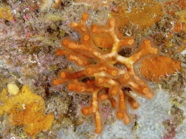 Orange-coloured teardrop coral (Myriapora truncata) with a striking structure on a diverse reef in