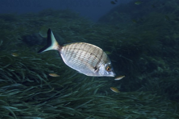 Silver fish, Pinniped (Diplodus puntazzo), in an underwater environment of seaweed, surrounded by