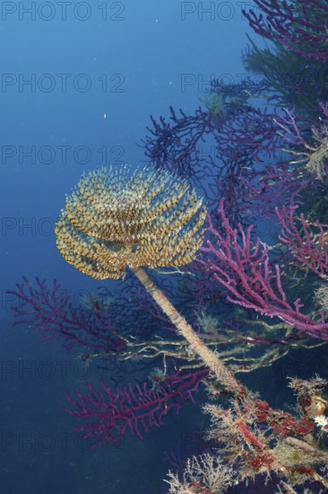 Screwfish (Sabella spallanzanii) between purple Violescent sea-whips (Paramuricea clavata) in the
