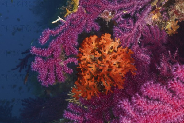 Colourful Mediterranean: An orange spiny sponge (Acanthella acuta) grows on a Violescent sea-whip