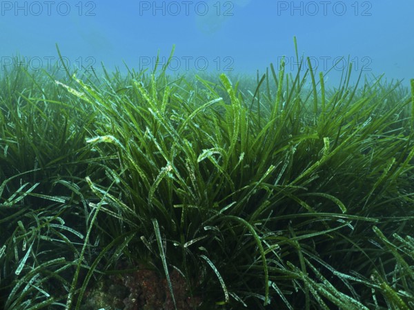 Densely growing green seagrass, Neptune grass (Posidonia oceanica), covers the seabed in the