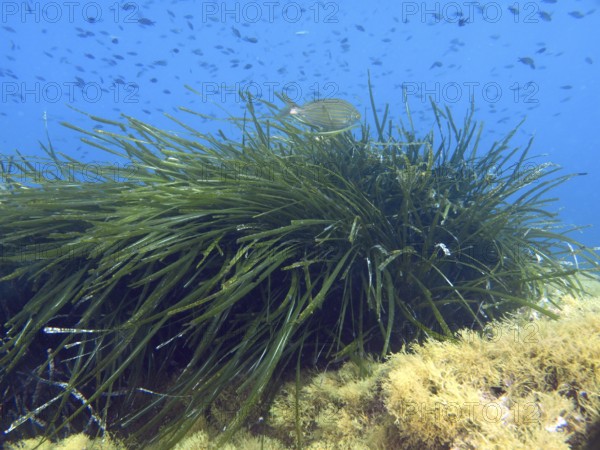 A fish swims over dense seagrass, Neptune grass (Posidonia oceanica), on the bottom in the