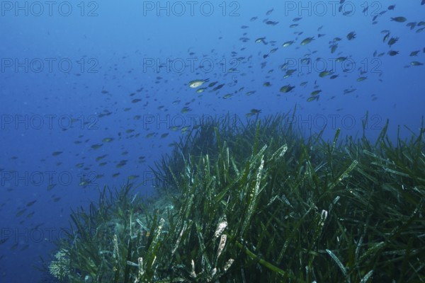 A school of fish swimming over Neptune grass (Posidonia oceanica), sea grass, in the blue