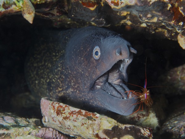 A Mediterranean moray eel (Muraena helena) with its mouth open being groomed by a Mediterranean