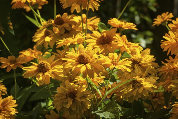 Bright yellow flowers, sun eye (Heliopsis) shine in the sunshine in the summer garden, Neunkirchen,