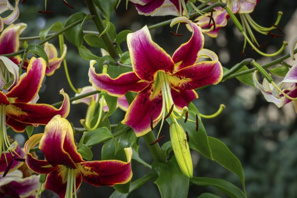 Magnificently coloured flowers of the Turk's cap (Lilium martagon), Neunkirchen, Lower Austria,