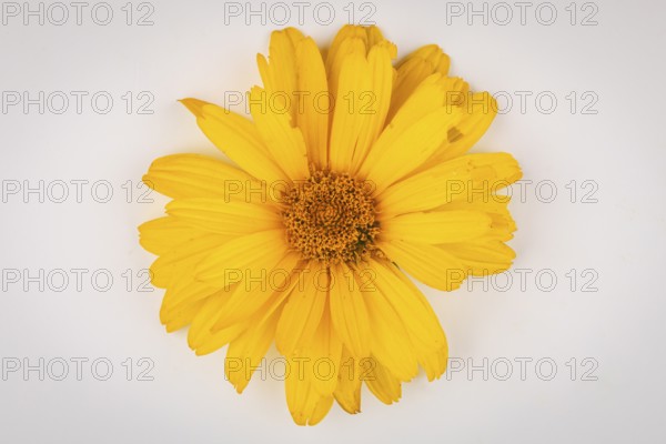 A single yellow flower of the heliopsis with detailed petals on a light-coloured background,