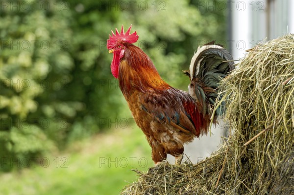 Rooster on the dung heap, male domestic fowl (Gallus gallus domesticus), bright red comb, farm in