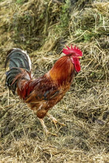 Rooster on the dung heap, male domestic fowl (Gallus gallus domesticus), bright red comb, farm in