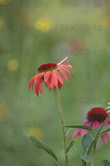 Purple coneflower (Echinacea purpurea), flowering, red-purple, colourful, garden, Germany