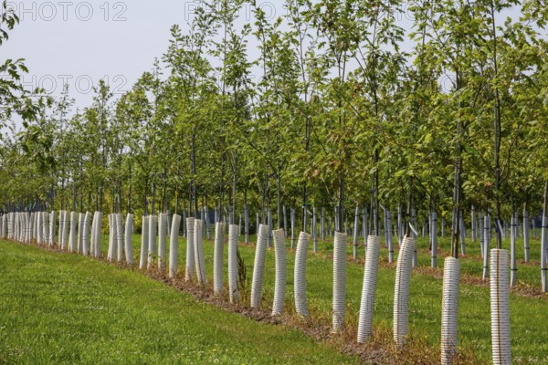 Shelbyville, Michigan - Trees growing at Winding Creek Nursery in west Michigan. The company grows