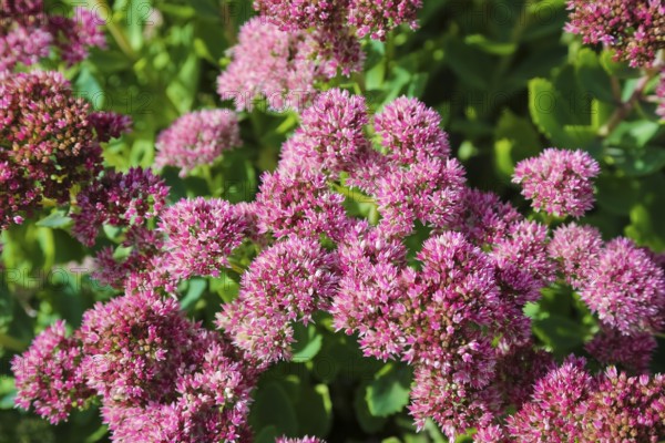 Stonecrop (Sedum), wall pepper, pink flowers, flowers, plants, Oberuhldingen district,