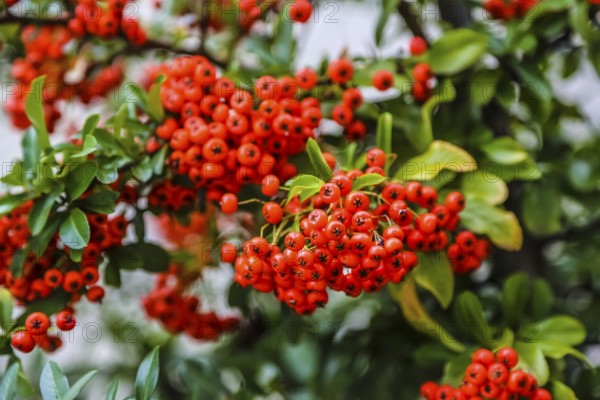 Firethorn (Pyracantha), shrub, plants, orange-coloured berries, Oberuhldingen district,