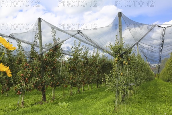 Fruit trees, apple trees, pear trees, bird protection, bird protection nets, agriculture, fruit