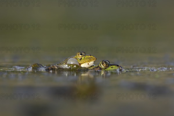 Even when mating and laying eggs, the male water frog (Pelophylax kl. esculentus) can't stop