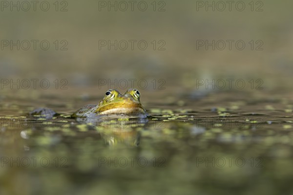 The water frog (Pelophylax kl. esculentus) is well camouflaged between the green floating leaves of