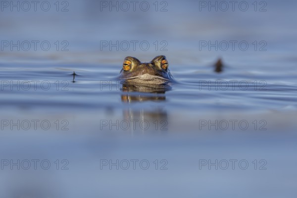The horizontal, elliptical pupils of the male common toad (Bufo bufo) are an important