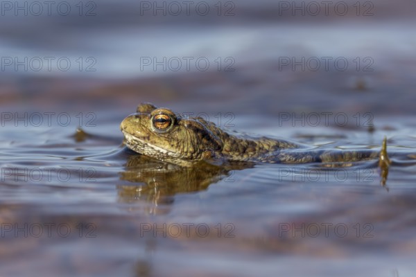 When there are waves, the male common toads (Bufo bufo) waiting for the females have to cling to