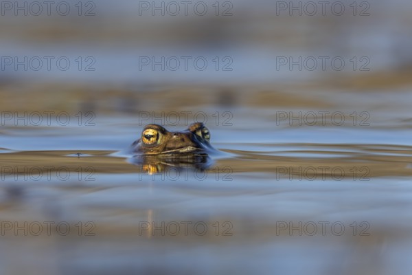 While the male common toads (Bufo bufo) spend several weeks in the spawning waters, the females