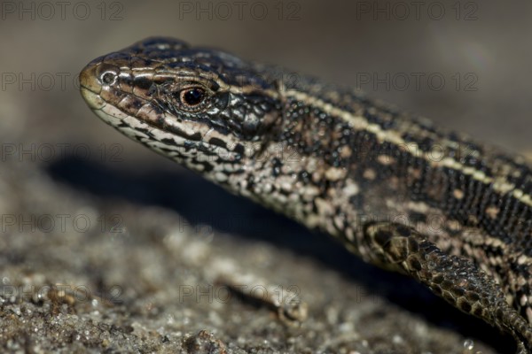 The male forest lizard (Zootoca vivipara) still lacks the orange-coloured belly that the animals