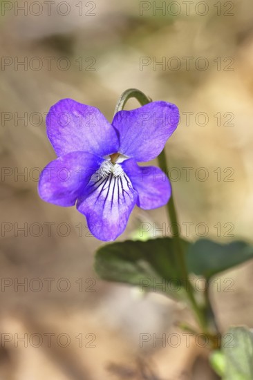 Grove violet (Viola riviniana), blue flower, on the forest floor in a beech forest, spring,